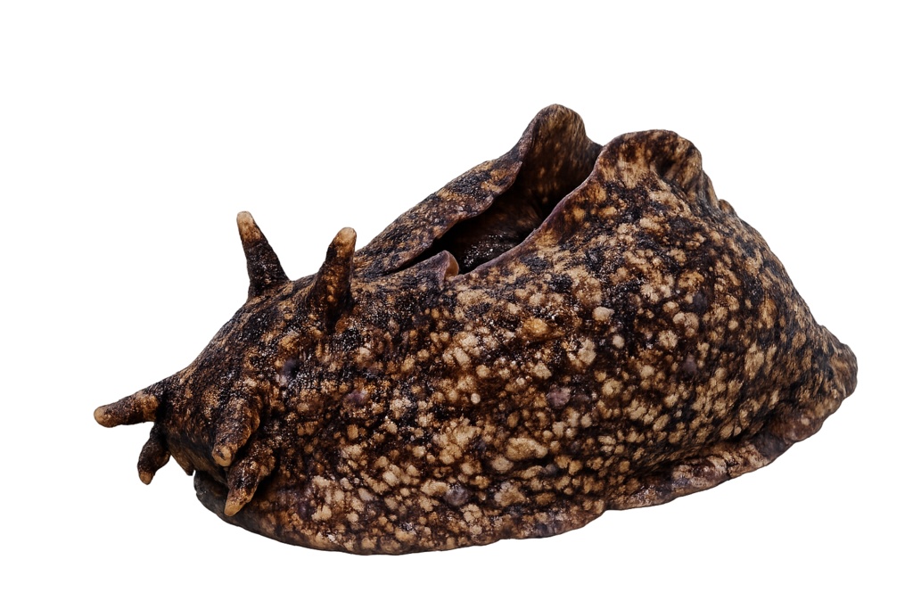 ウミウシ 透過PNG素材