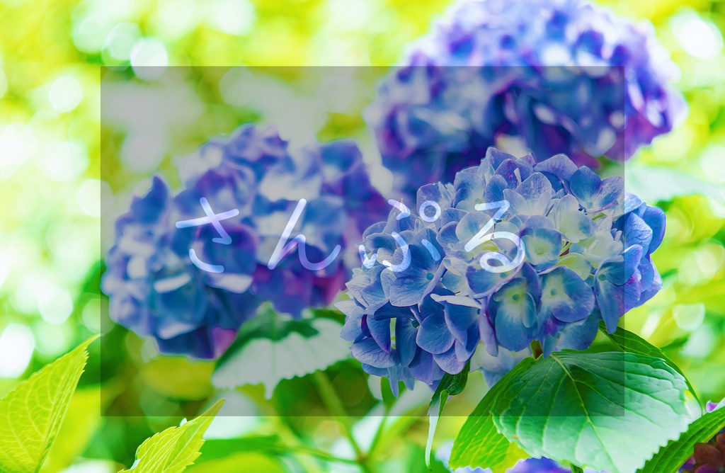 紫陽花写真　①