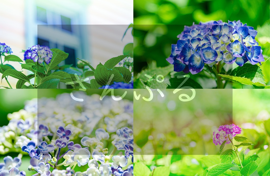 【商用利用可】紫陽花写真 ①