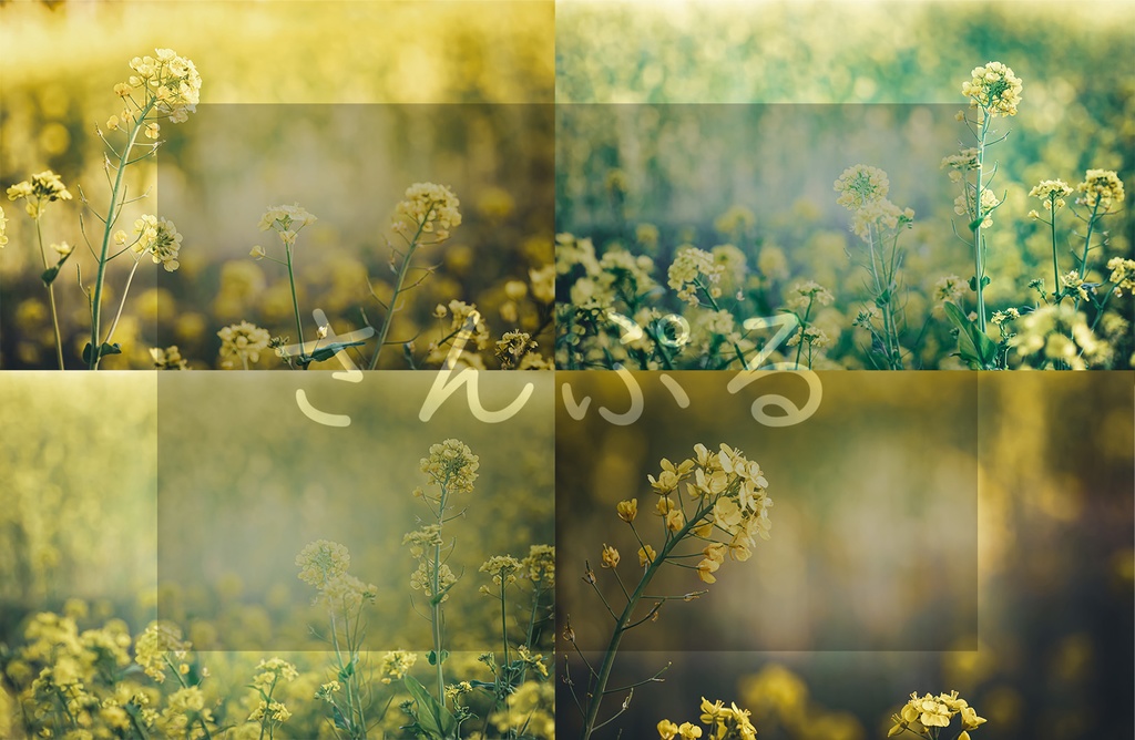 【商用利用可】菜の花の写真 ①