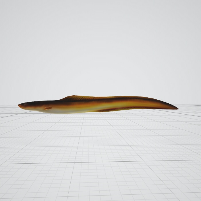 ３ｄモデル　鰻　blender