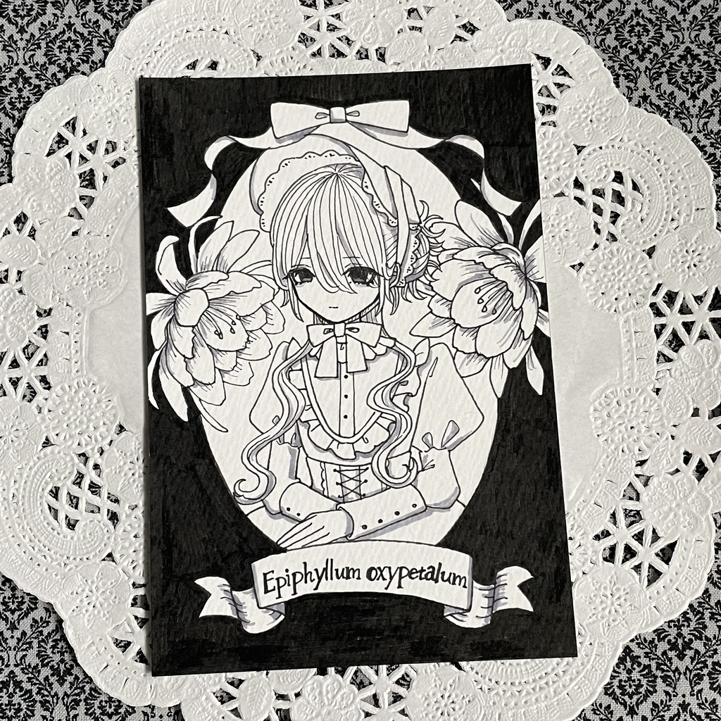 drawing「Epiphyllum oxypetalum」