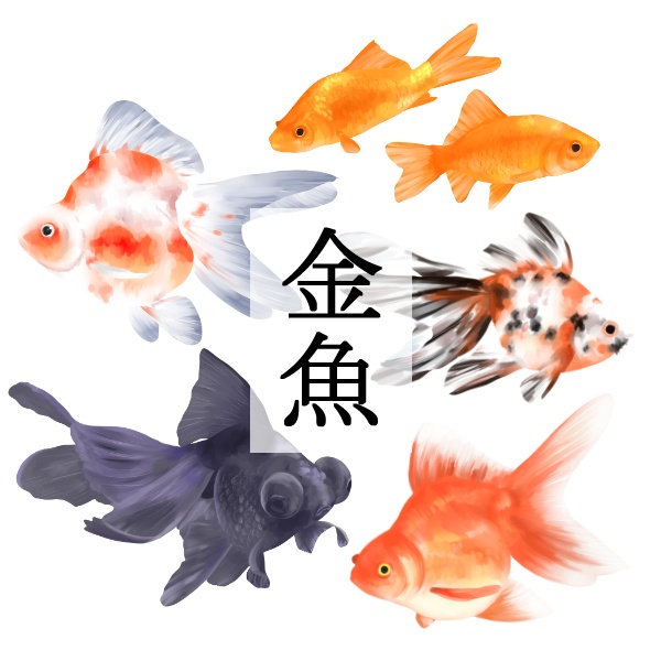 いろいろ金魚_イラスト素材