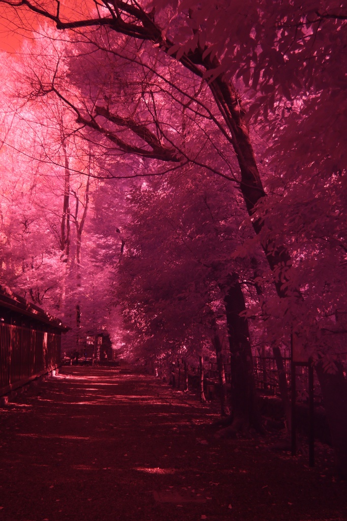 【CC0】無改造デジタルカメラによる赤外線写真