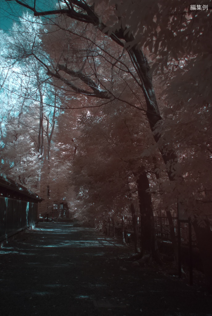 【CC0】無改造デジタルカメラによる赤外線写真