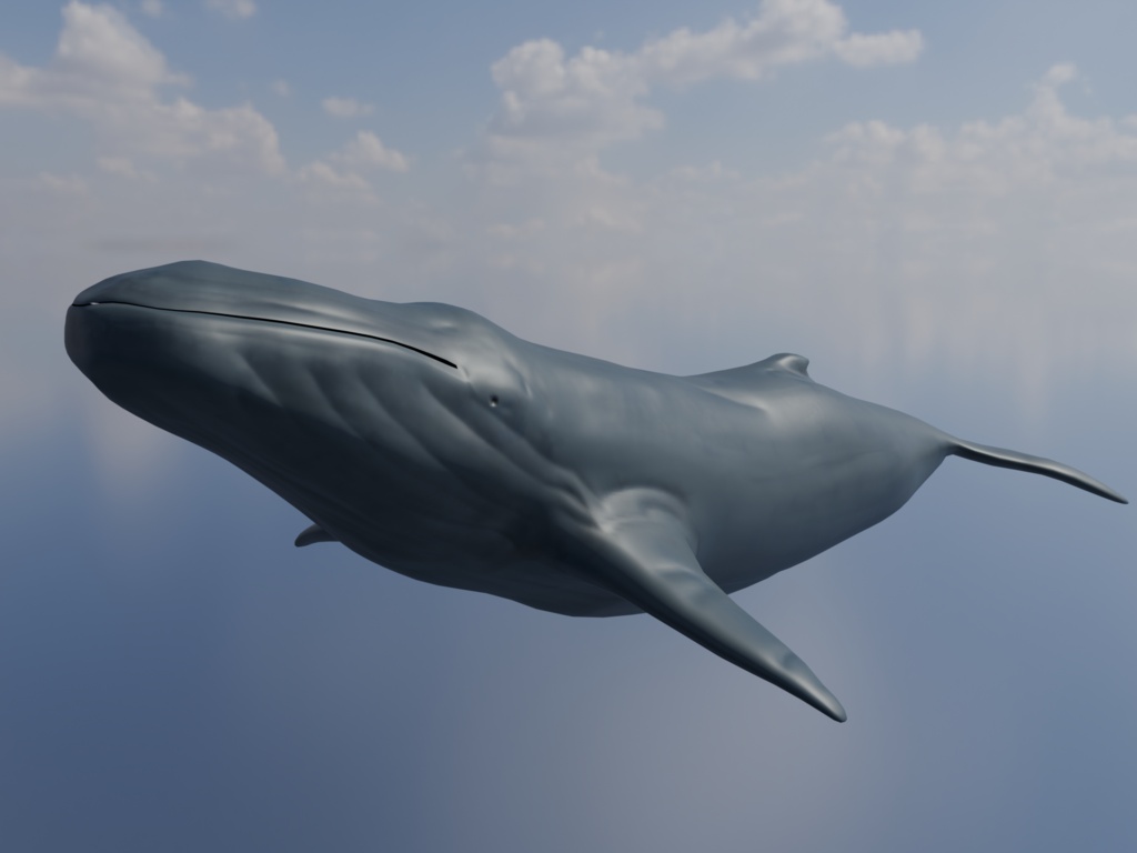 Whale 3D Model｜Unity対応 ・FBX/UnityPackage