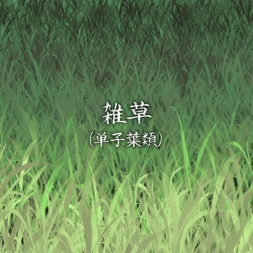 雑草（単子葉類）