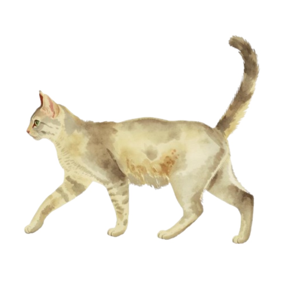 【PNG】クラシカルな猫のイラスト素材セット|手書き風クラシカルな猫の背景透過クリップアート(10点)