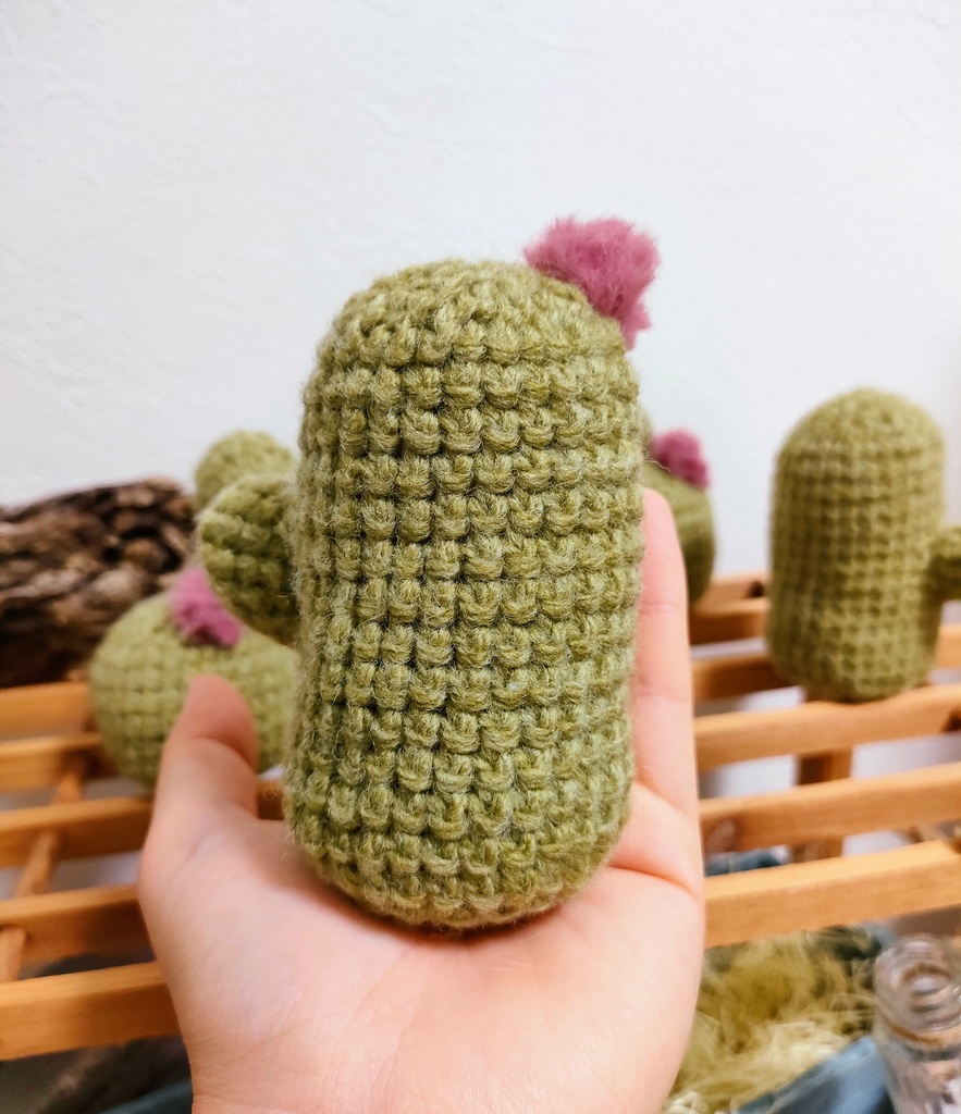 やさしみサボテンず【Cタイプ】