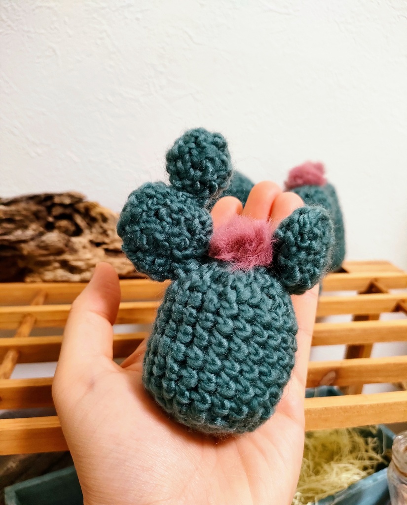 やさしみサボテンず【Dタイプ】