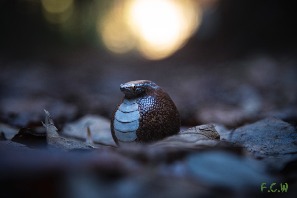 毬巳~マリヘビ~