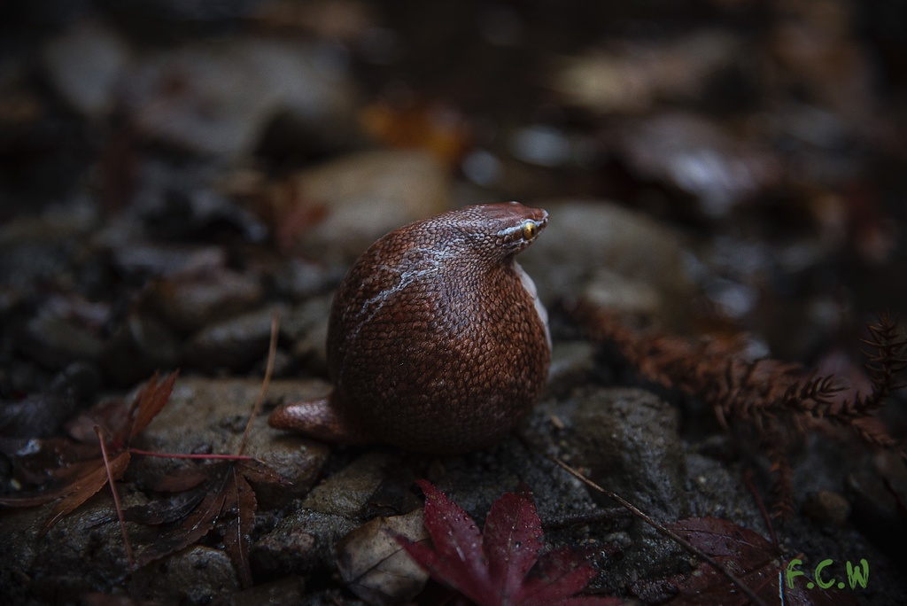 毬巳~マリヘビ~