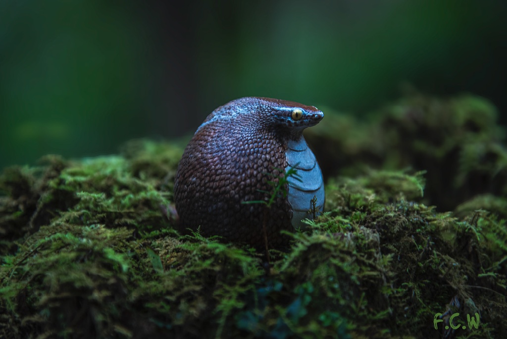 毬巳~マリヘビ~