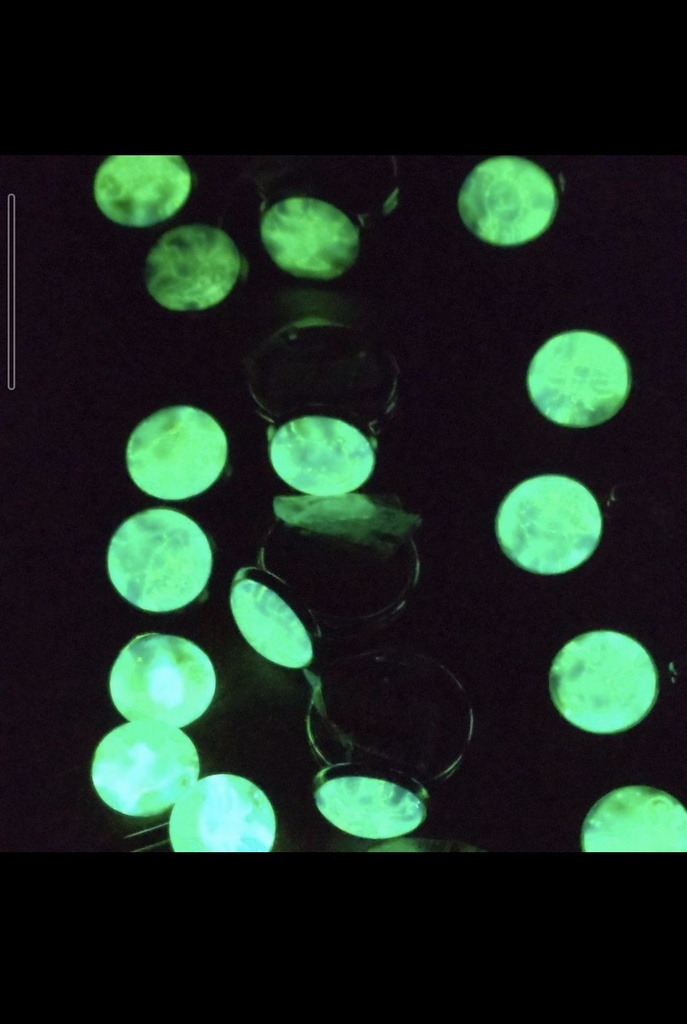 100暗闇で光る☆星座ネックレス☆ 牡羊座