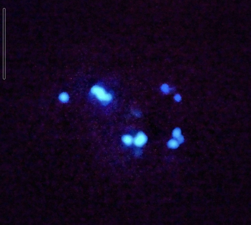 325バッグチャーム&推し活ぬいぐるみ用オシャレカメラ☆ぬい活☆ハンドメイド