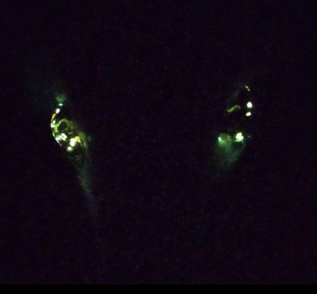 妖精翼龍 アートドール ハンドメイドぬいぐるみ 龍 ドラゴン 幻獣 蓄光Dragon ArtDoll artdoll