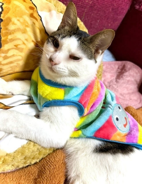 立体ポスター A3サイズ  こむぎ社長