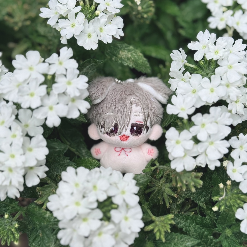 Schnaris -シュナリス-