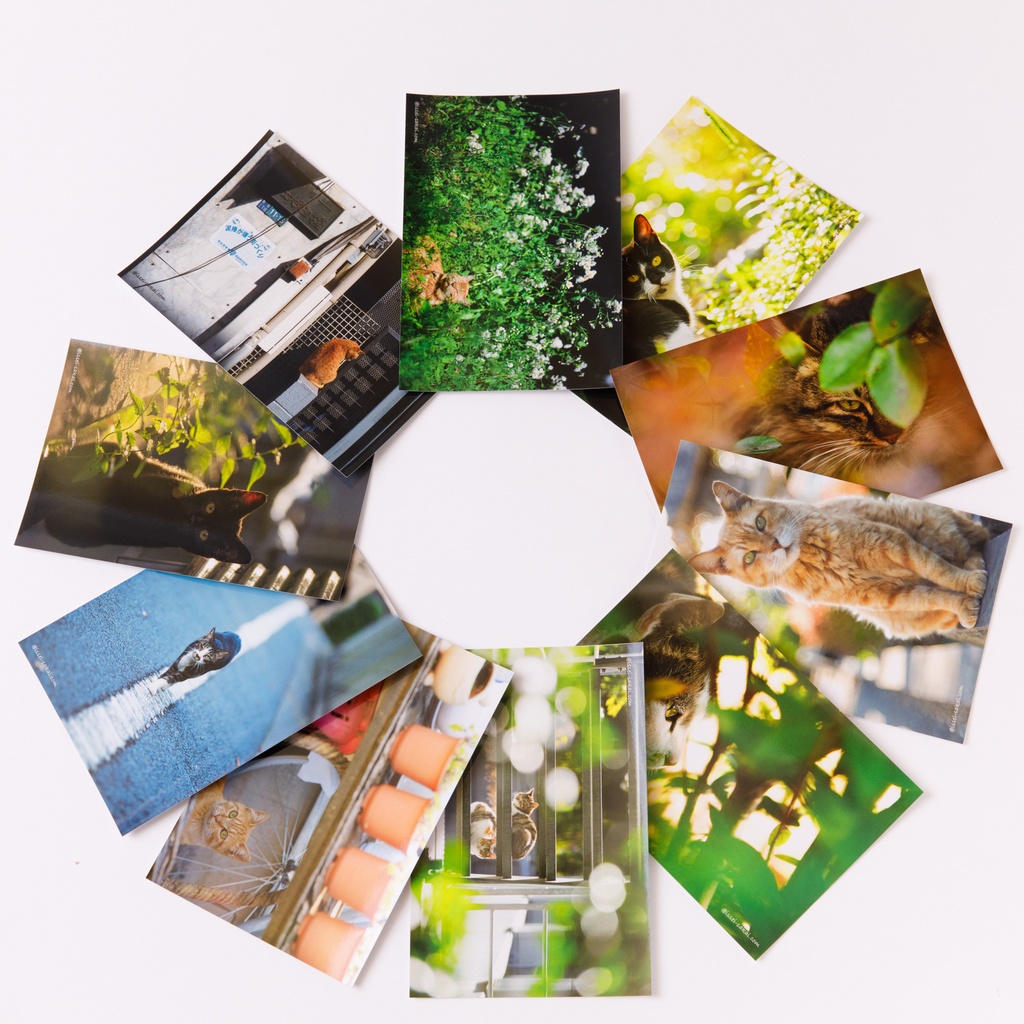 光・一瞬　ネコポストカード10枚セット