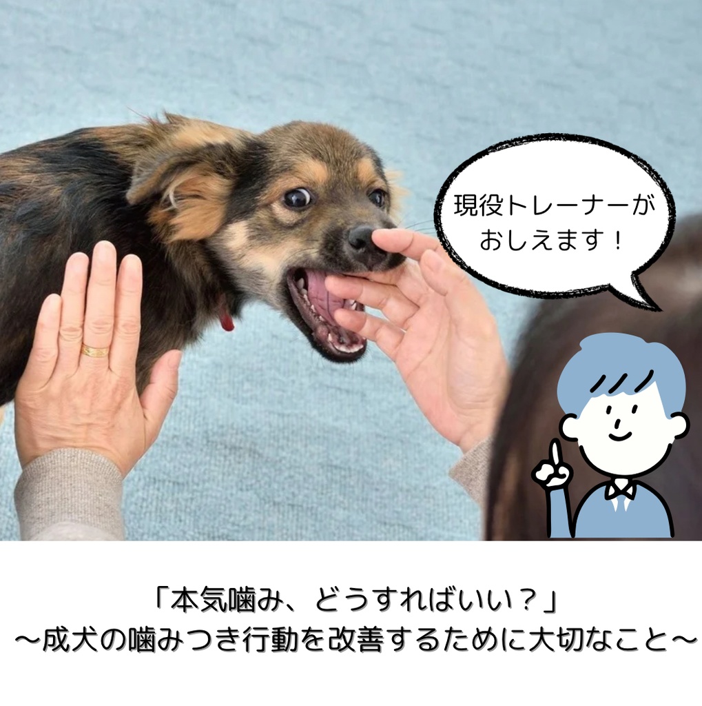 ＼もっと愛犬とわかり合いたい／ やさしく学べる本気噛み対策ガイド【後編】🌱