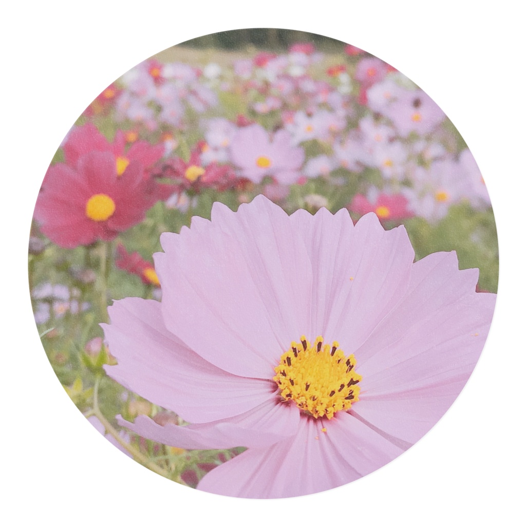 コスモスマスキングテープ