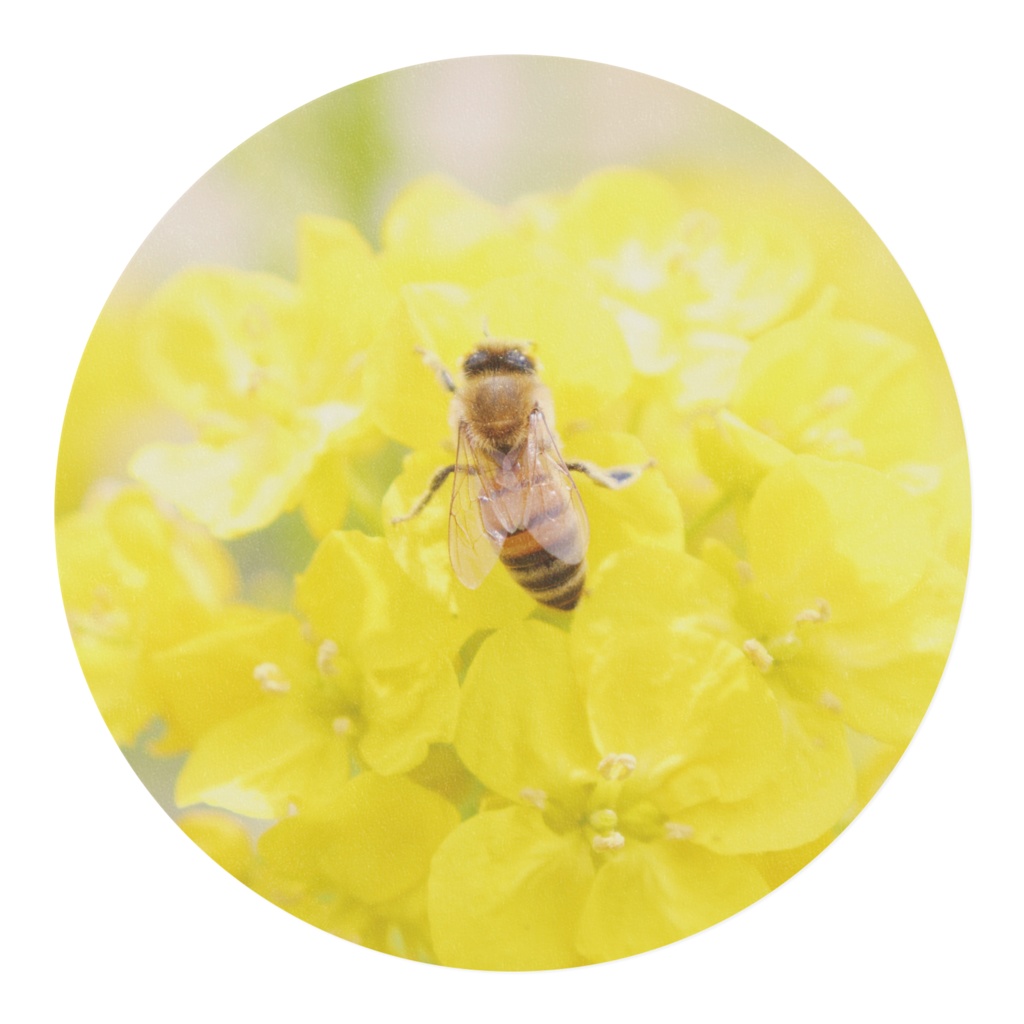 菜の花とミツバチのマスキングテープ