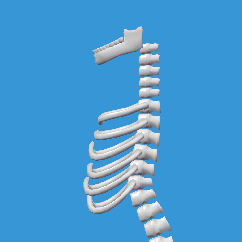 Body Torso【VRChat想定】