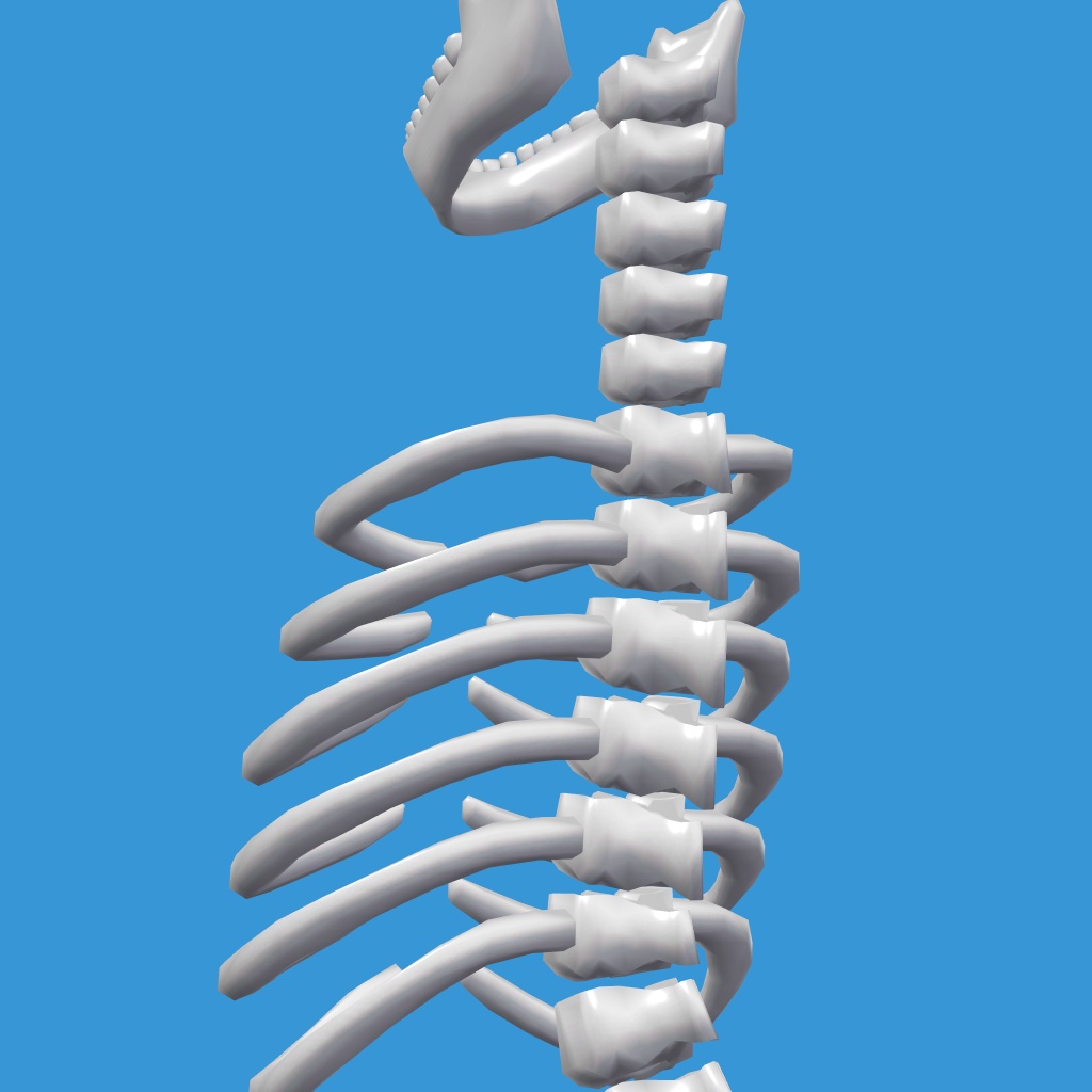 Body Torso【VRChat想定】