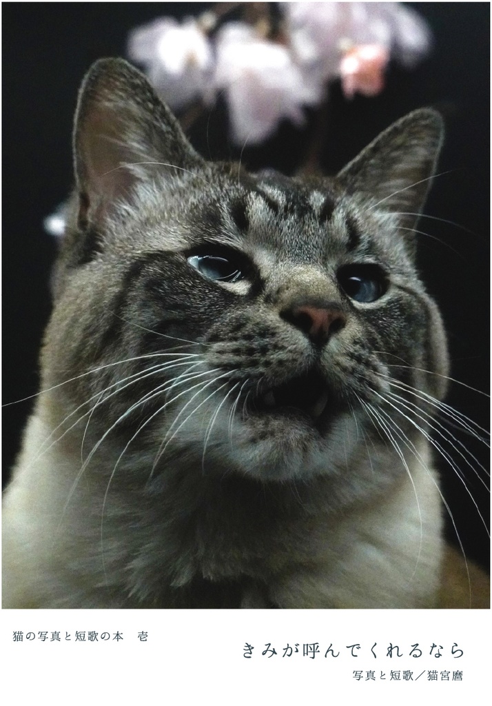 寄付金つき　猫の写真と短歌の本「きみが呼んでくれるなら」