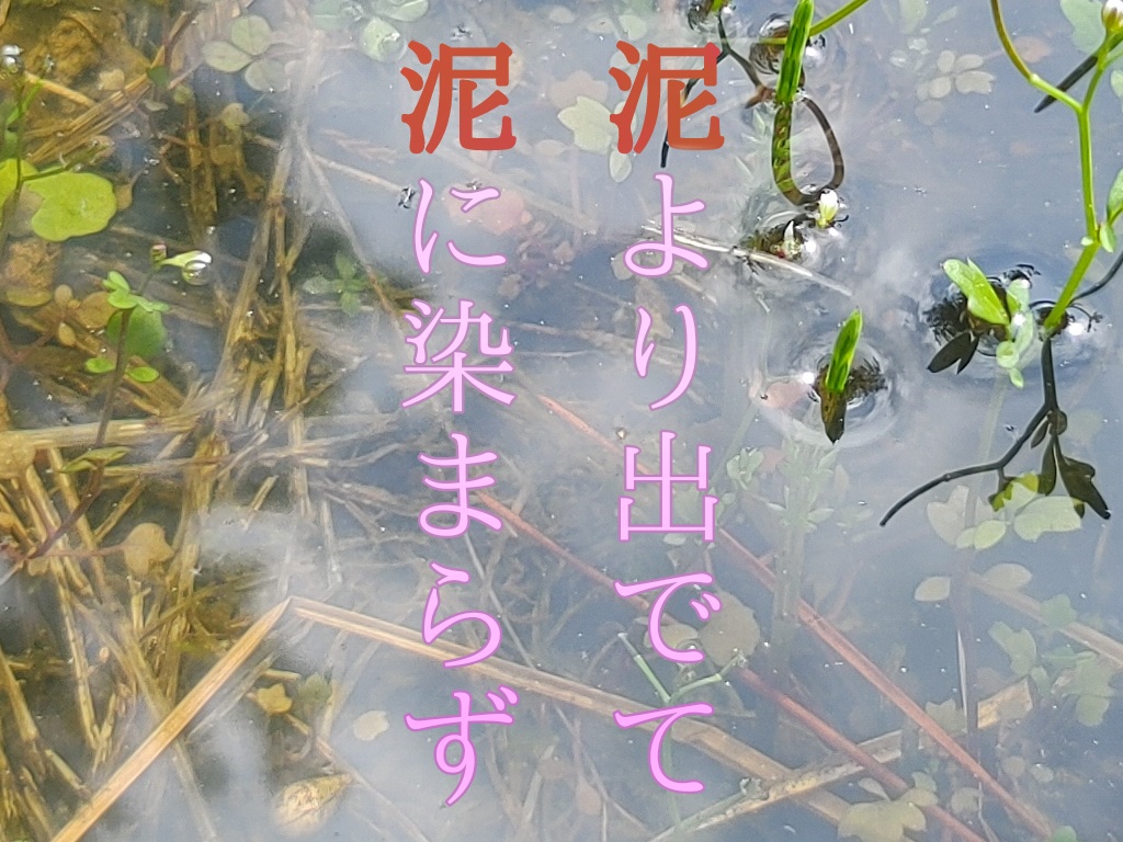 【新クトゥルフ神話TRPG 】泥より出でて泥に染まらず