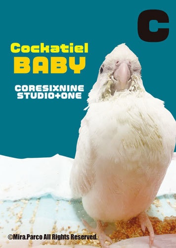 コンパニオンバード リング式メモ帳