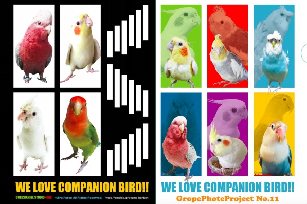W-01　WE LOVE COMPANION BIRDSクリアファイルA