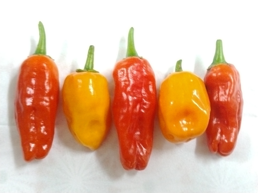 ハバネロマステ