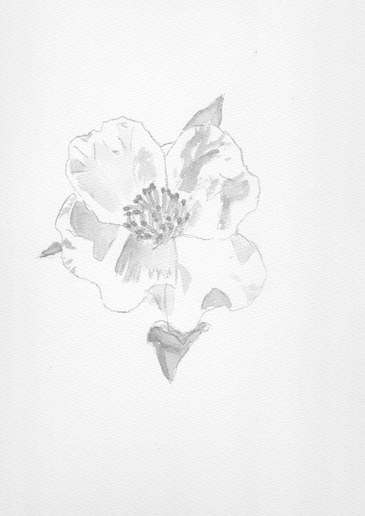 Star System(2015'1-12月号)