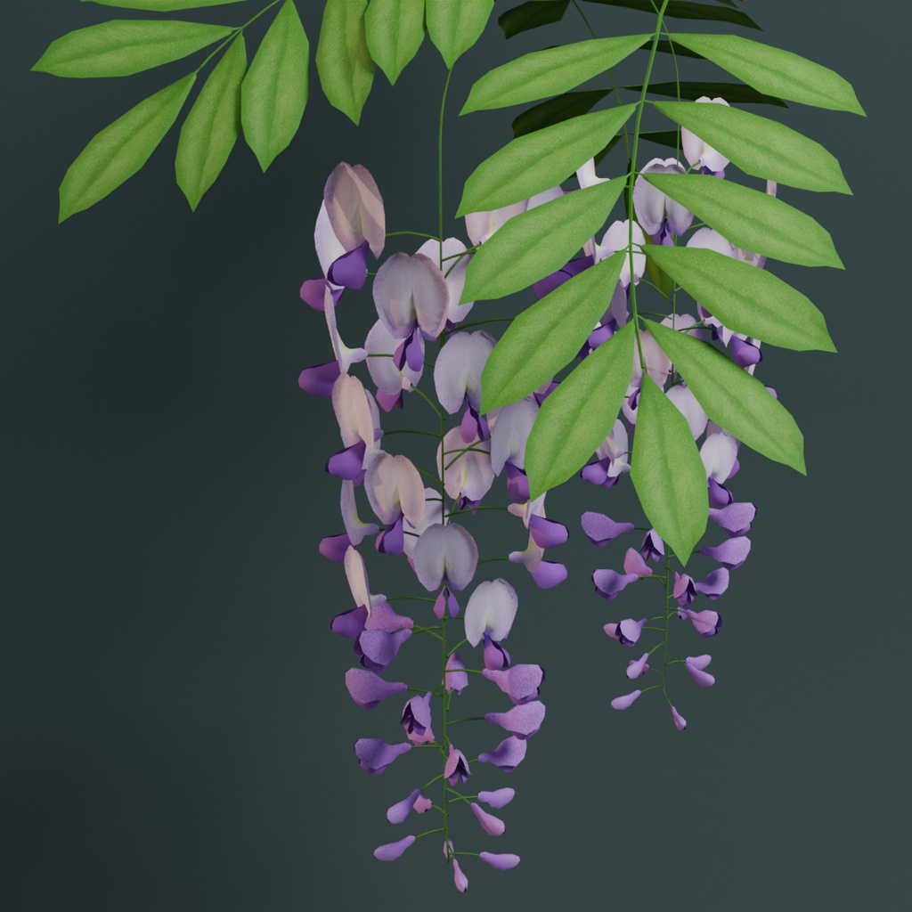 【3Dモデル】藤の花