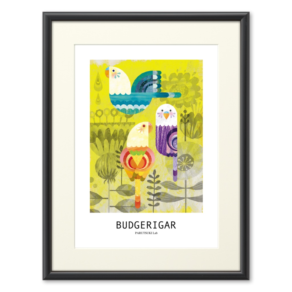 BUDGERIGAR（プリモアート）