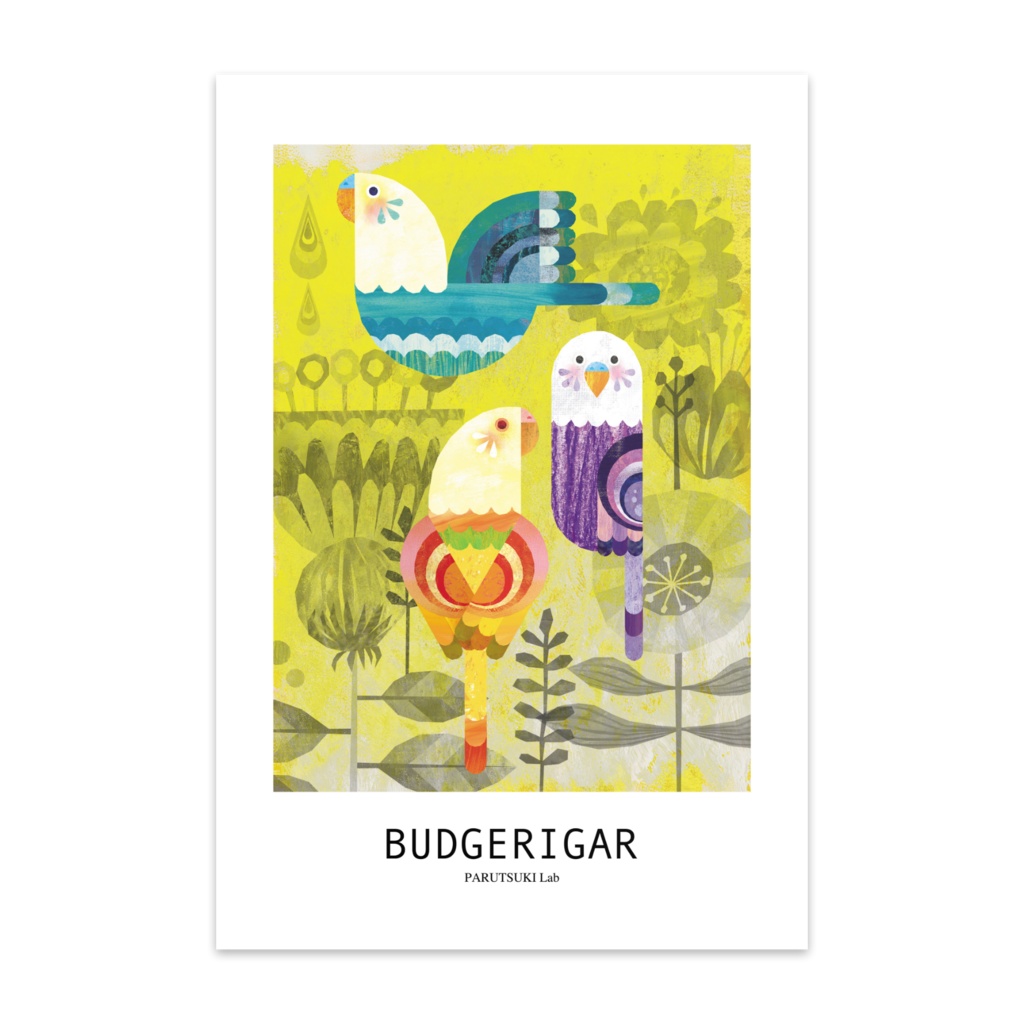 BUDGERIGAR（ポストカード）