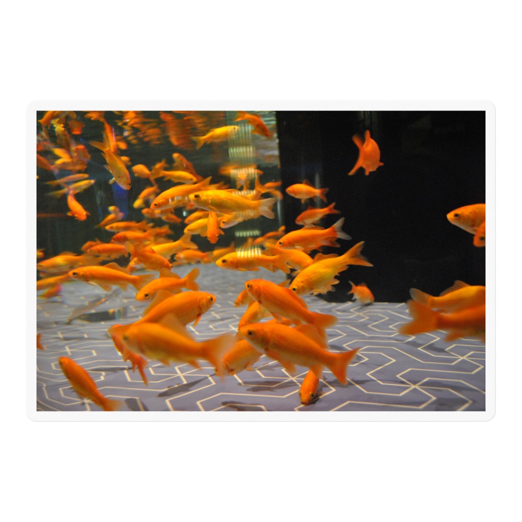 金魚