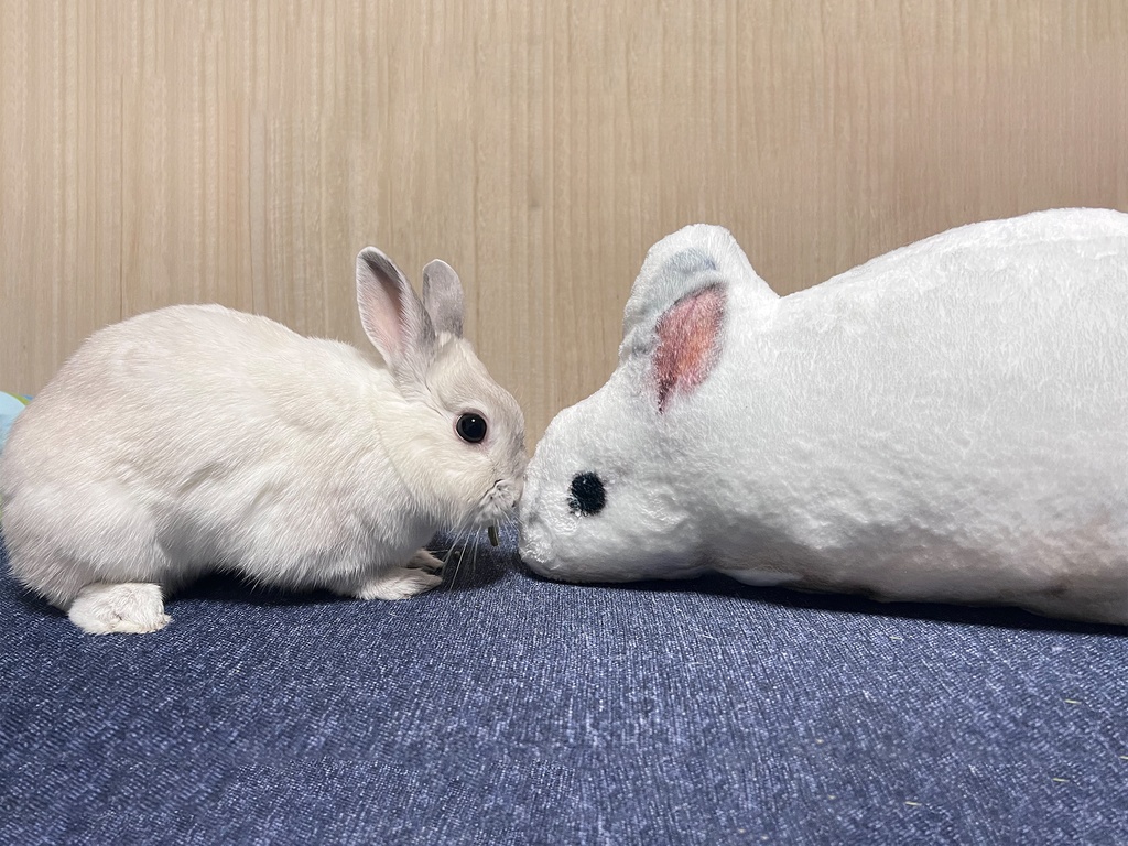 うさぎのみーちゃん ふかふかクッション