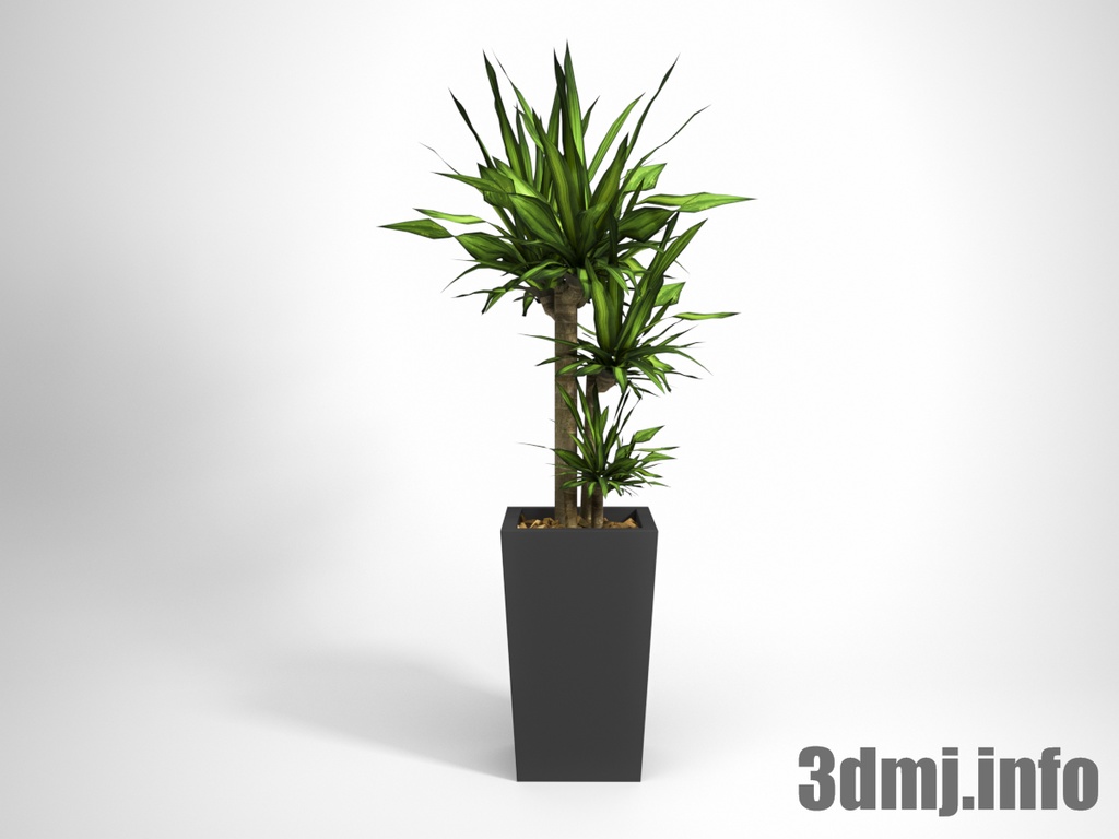 植物_plant_0034_ユッカ