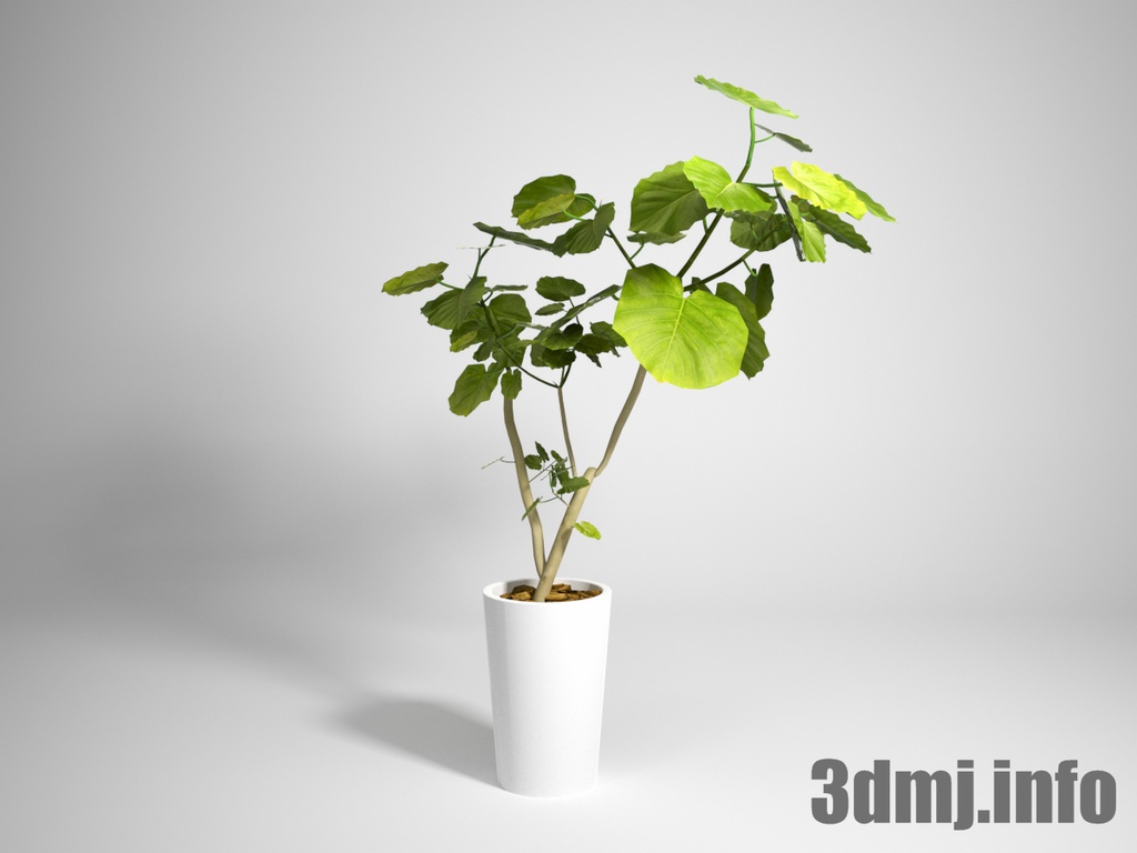 植物_plant_0016_ウンベラータ