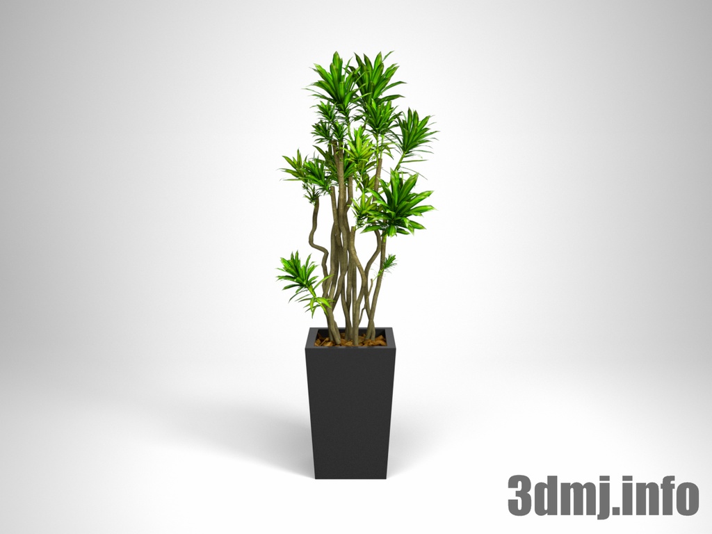 観葉植物_plant_0040_Song of Jamaica