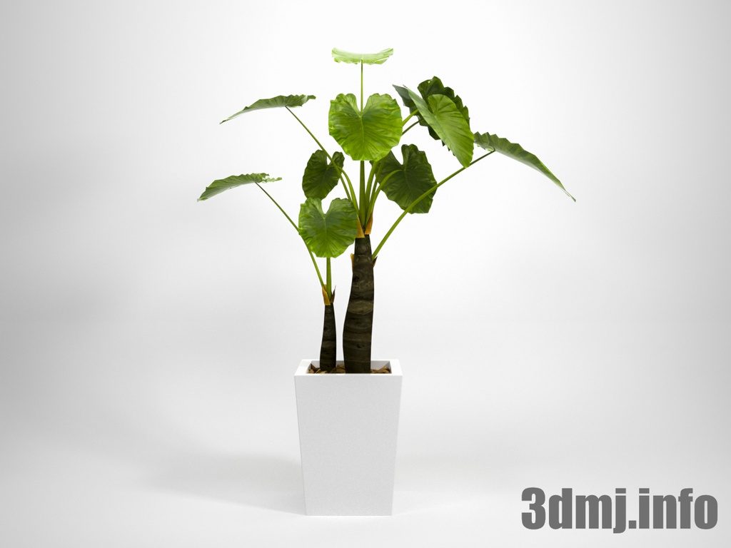 観葉植物 Plant 0033 クワズイモ 3dmodeljapan Booth