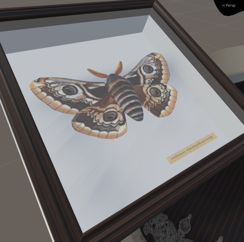 クジャクヤママユの標本