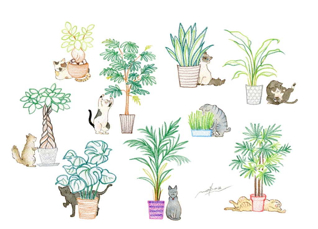 観葉植物と猫