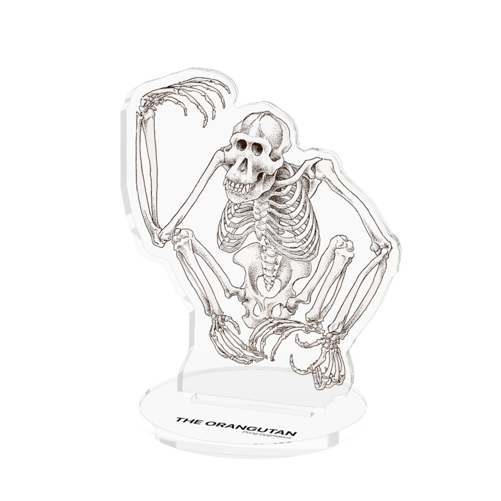 ボルネオオランウータン全身骨格 アクリルフィギュア