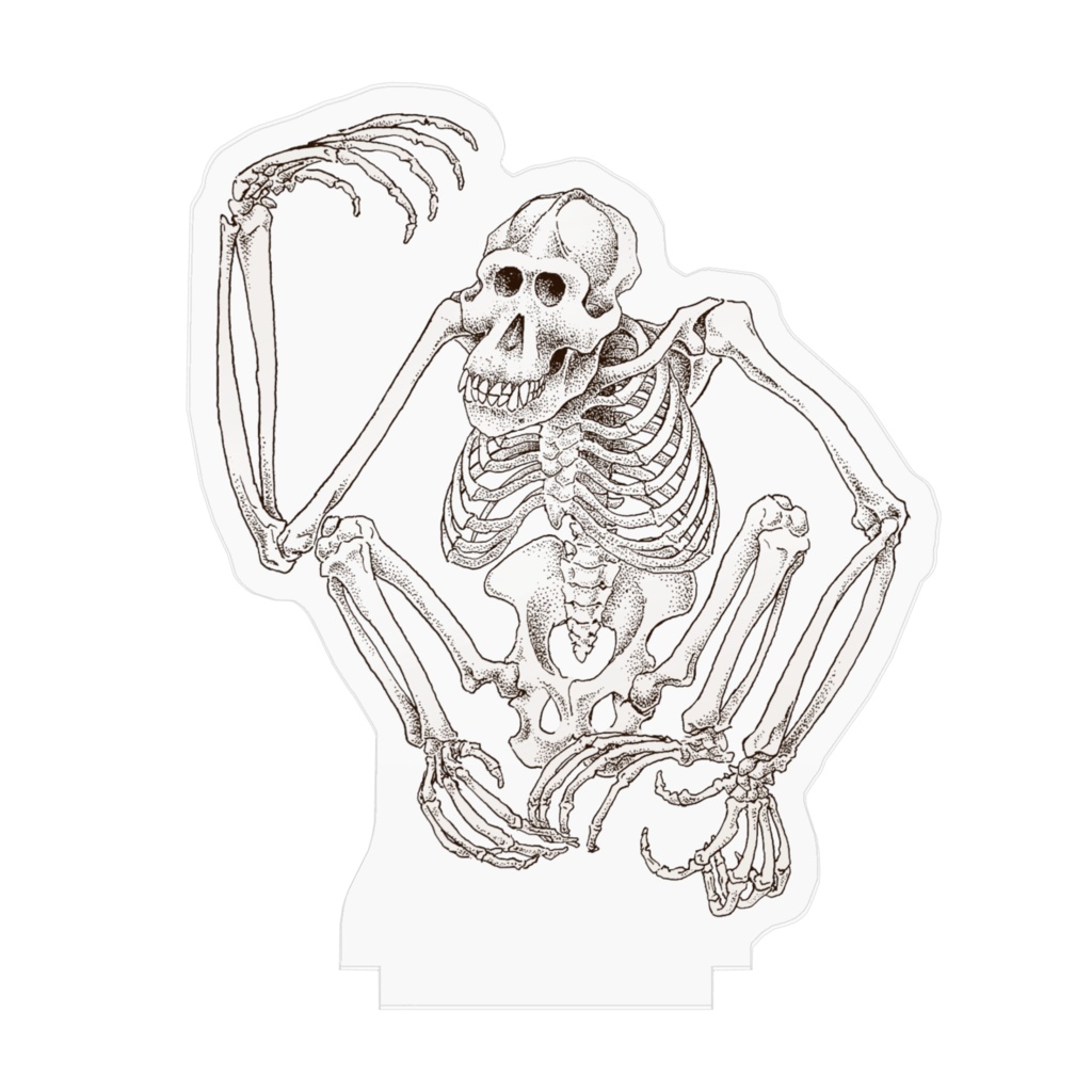 ボルネオオランウータン全身骨格 アクリルフィギュア