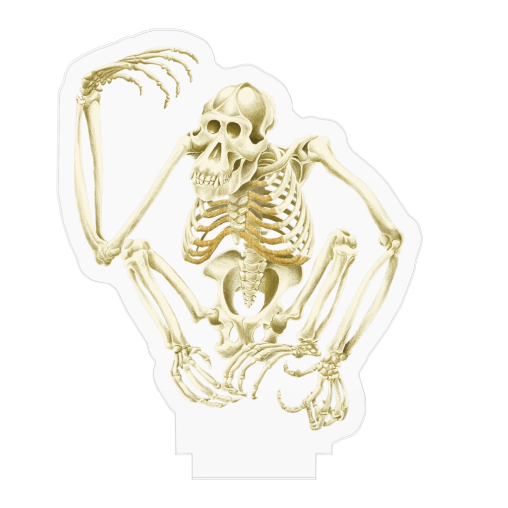 ボルネオオランウータン全身骨格