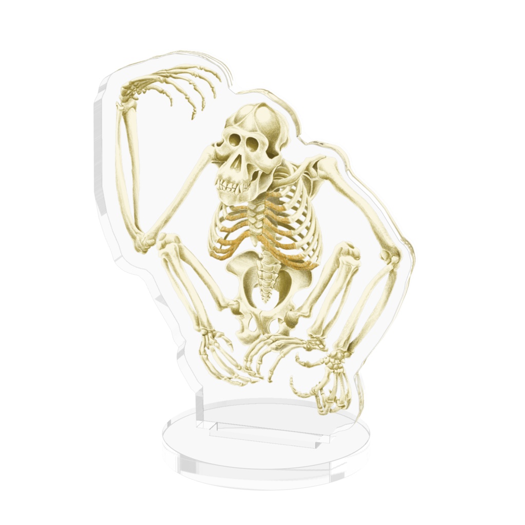 ボルネオオランウータン全身骨格