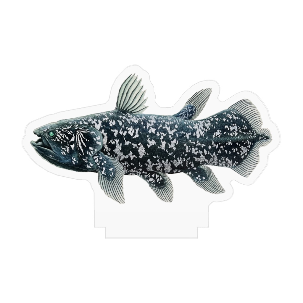 コモロシーラカンス